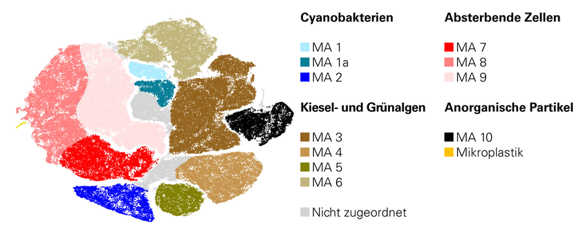 Mit der neuen Methode lässt sich die mikrobielle Zusammensetzung von Biofilmen bestimmen. Die einzelnen Cluster stellen verschiedene Populationen von Cyanobakterien, Kiesel- und Grünalgen sowie absterbende Zellen dar.
