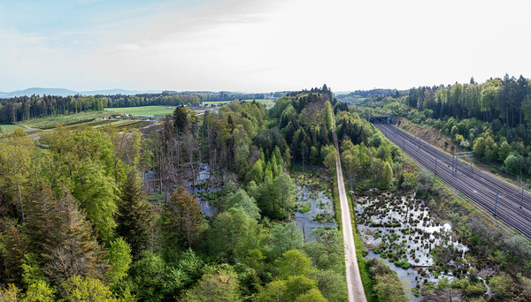 Stehendes Wasser, Lücken im Wald und tote Bäume: hier finden Fledermäuse gute Jagdbedingungen. (Foto: Christof Angst) 