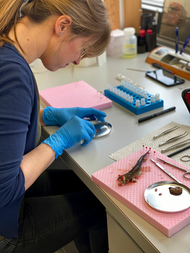 The improvement in water quality was analysed by former Eawag spin-off Aquatox Solutions, among others, by measuring the switching on or off of genes that respond specifically to micropollutants and hormones in liver cells from brown trouts.   (Photos: Office for Water and Energy, Canton St.Gallen and aQuaTox-Solutions GmbH).