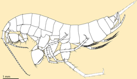 The illustration shows the newly found amphipod Niphargus arolaensis. Drawing: Roman Alther