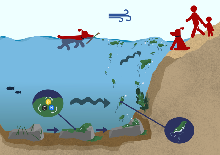 Bildung von benthischen Cyanobakterienmatten und Risiken für Kontakt mit Kleinkindern und Tieren in Ufernähe. Von links nach rechts: Einige Filamente besiedeln eine Oberfläche und heften sich daran fest. Unter günstigen Wachstumsbedingungen verdickt sich die Matte und beginnt sich auszudehnen. Die Matte kann sich entweder aufgrund der Produktion von zu vielen Sauerstoffbläschen oder wegen hydrologischer Turbulenzen loslösen. Die Mattenstücke steigen zur Wasseroberfläche auf und können durch den Strom oder Wind an Ufernähe getrieben werden.  Ein erhöhtes Risiko für Hunde und Kleinkinder sind in Rot gekennzeichnet. (Eawag, Kim Luong)