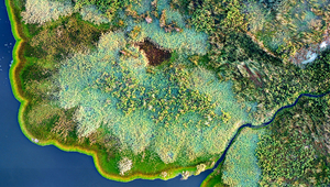 Part of the “Kafue Flats” wetland in Zambia. The bright green fringe along the shore is composed of water hyacinth and Amazon frogbit (Limnobium laevigatum). Photo: ATEC-3D