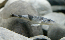 L’apron du Rhône (Zingel asper), aussi appelé «Roi du Doubs» est en danger critique d’extinction. Cette espèce n’est présente en Suisse que dans le Doubs. (Photo: Aquatis)