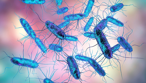 Bild: Salmonella-Bakterien, shutterstock