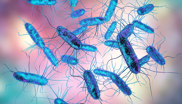 Image: Bactérie Salmonella, shutterstock