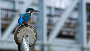 Current approaches often focus on the protection of rare or endangered species like the Kingfisher.  Photo: plainpicture/NaturePL