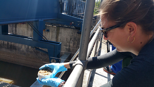 Die Masterstudentin Lara Cayo entnimmt Klärschlammproben im Klärwerk Werdhölzli. (Foto: Elke Suess, Eawag)