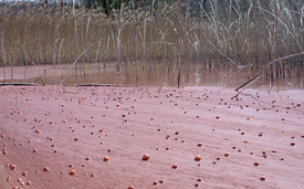 Bloom of “Burgundy Blood Algae” (Planktothrix rubescens) in Lake Hallwil, Switzerland. (Photo: Eawag, Sabine Flury)