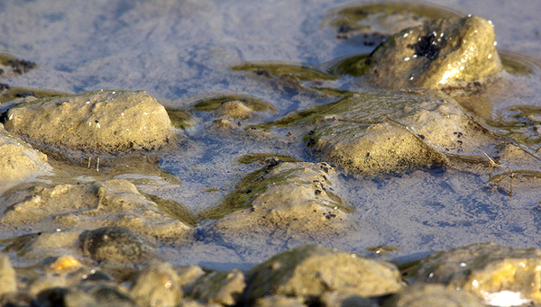 Mikroorganismen überziehen als glibberiger Belag den Grund eines Gewässers. Solche Biofilme haben wichtige ökologische Funktionen. Foto: Jörg Hemmer