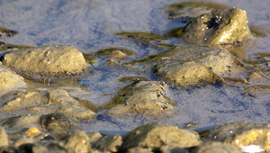 Biofilms – the slimy layer of microorganisms covering the bottom of streams – serve important ecosystem functions. Photo: Jörg Hemmer