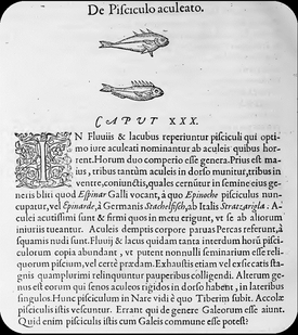 Descriptions latines de l'épinoche à trois épines et de l'épinochette dans l'ouvrage «De Piscibus» de Guillaume Rondelet datant de 1554. 