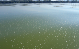 au centre et à droite: Microcystis aeruginosa, lac de Greifen (centre : Eawag, Francesco Pomati ; droite : Kantonales Labor ZH, Rene Schittli)