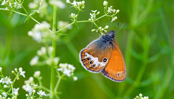 Coenonympha hero, Vladimir Sazonov/Shutterstock.com