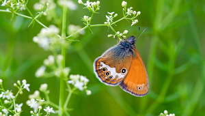 Coenonympha hero, Vladimir Sazonov/Shutterstock.com