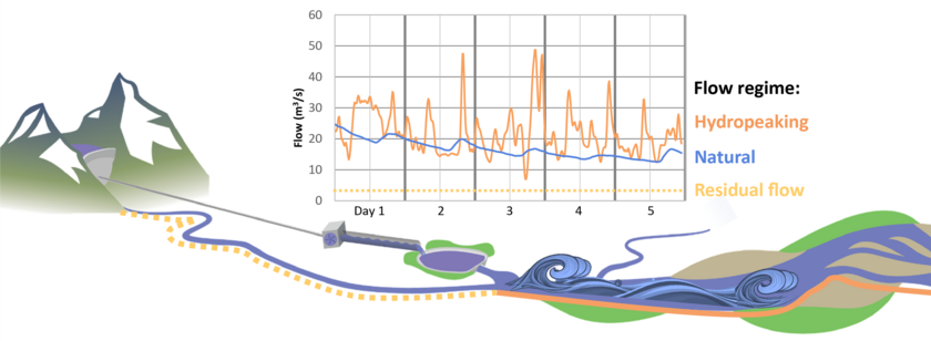 Rivers affected by hydropeaking due to storage hydropower plants, have significantly more frequent and more pronounced flow fluctuations than rivers with a natural flow regime (Graphic: based on Philipp Meier, revised by Nico Bätz). 