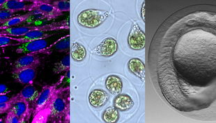 Von links nach rechts: Zellen einer Fischzelllinie (Foto: Matteo Minghetti), Algenzellen (Foto: Bettina Wagner) und Embryo des Zebrabärblings (Foto: Colette vom Berg). Diese Zellen/Organismen werden in Titerplatten Chemikalien ausgesetzt und toxikologisch untersucht.