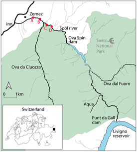 Figure 1. Location of the study area, Punt da Gall and Ova Spin dams. A-D indicate the location of sampling sites for before/after and during each flood. A, B are located below the junction with the tributary (Ova da Cluozza); C, D are located above. Site D and site A mark the boundaries of the drone flights. (Figure: Elsevier / doi.org/10.1016/j.jenvman.2021.114122)