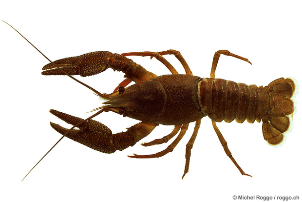 Noble crayfish (Astacus astacus) Photo: Michel Roggo