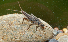 The stonefly Nemoura flexuosa is sensitive to pesticides. (Photo: Verena Lubini)