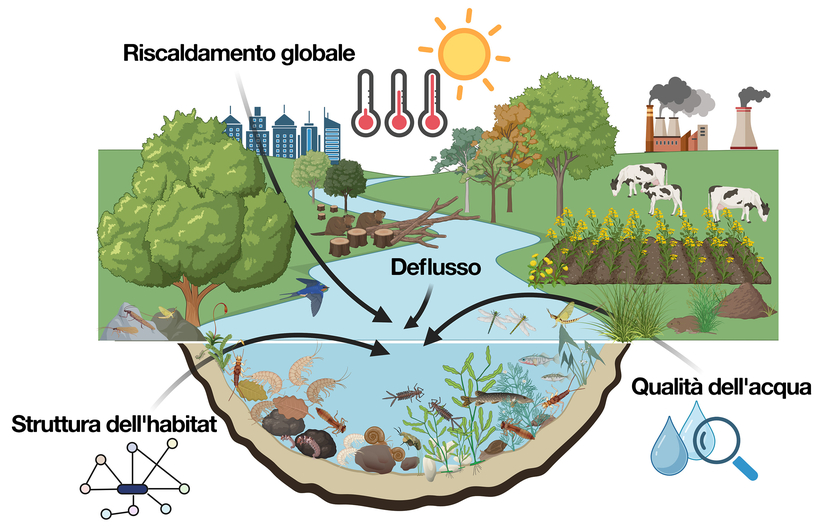La struttura dell'habitat, il regime di deflusso e la qualità dell'acqua influenzano la composizione delle specie di piccoli invertebrati sul fondo del corso d'acqua, come larve di insetti, piccoli crostacei, lumache, cozze e vermi. Gli organismi acquatici fungono quindi da bioindicatori della qualità dell'acqua. Questo studio dell'Eawag analizza gli effetti del riscaldamento globale sui bioindicatori. (Creato con BioRender.com) La struttura dell'habitat, il regime di deflusso e la qualità dell'acqua influenzano la composizione delle specie di piccoli invertebrati sul fondo del corso d'acqua, come larve di insetti, piccoli crostacei, lumache, cozze e vermi. Gli organismi acquatici fungono quindi da bioindicatori della qualità dell'acqua. Questo studio dell'Eawag analizza gli effetti del riscaldamento globale sui bioindicatori. (Creato con BioRender.com)