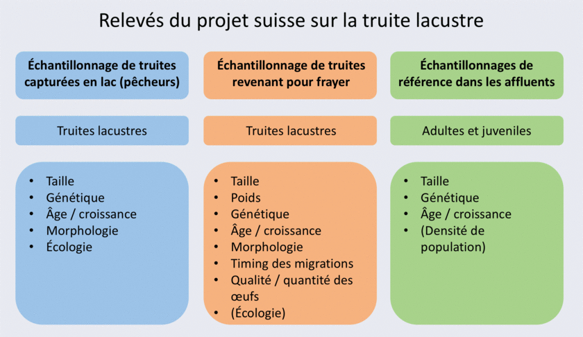 Fig. 3 : Représentation schématique des trois types d'échantillonnage complémentaires et des paramètres relevés dans le projet sur la truite lacustre.