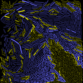 L’analyse des images prises au microscope permet de chercher comment deux souches bactériennes distinctes (jaune et bleue) interagissent entre elles. Les bactéries de couleur claire croissent plus vite, car elles reçoivent des acides aminés de l’autre souche et peuvent donc se développer plus rapidement.