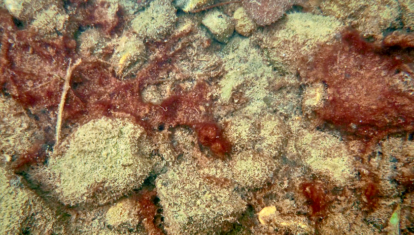 Cyanobakterienaufwuchs auf dem Seegrund, Zürich-Obersee (Amt für Wasser und Energie, Kanton St. Gallen, Lukas Taxböck).