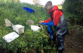 Nicole Munz taking samples in the Itziker Ried. The researcher found unaffected gammarids in these nearly natural waters for her comparative study of artificial channel systems.  (Photo: Eawag, Qiuguo Fu)