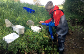 Nicole Munz bei der Probenahme im Itziker Ried. In diesem naturnahen Gewässer fand die Forscherin unbelastete Flohkrebse für ihre Vergleichsstudie im künstlichen Rinnensystem. Foto: Eawag, Qiuguo Fu 