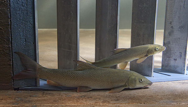 Barbel in front of the guidance screen (Photo: Armin Peter) 