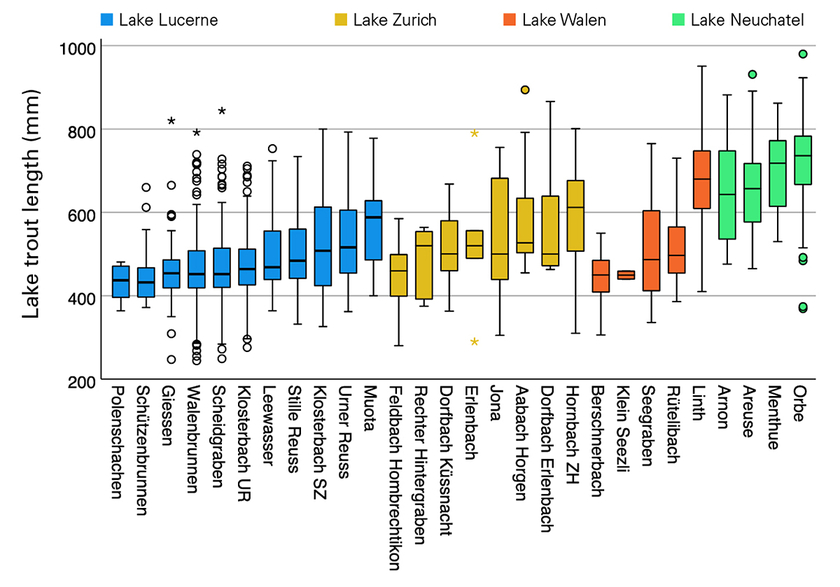 Body lengths of returning fish in tributaries of Lake Lucerne, Lake Zurich, Lake Walen and Lake Neuchatel. The size distribution varies widely between different tributaries of the same lake and in some cases also between lakes. The graphic shows the size distribution using the median value and the bars, which cover 50 percent of the values. The antennas show the minimum and maximum measured values. Outliers in the size distribution are shown as dots and stars. (Graphic: Eawag)