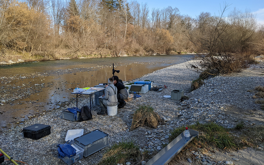 Bárbara Calegari and Conor Waldock measuring the size and weight of the fish during field work in the Emme river and photographing them (Photo: Dario Josi).