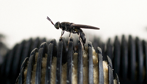 La mouche soldat noire. (Photo: Sandec/Eawag)