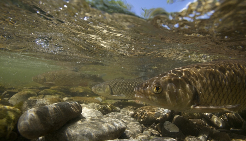 Chubs (Squalius cephalus), also called European chub, on their spawning ground in the Trême, a tributary of the Saane, Canton Fribourg, Switzerland. (Photo: Michel Roggo)