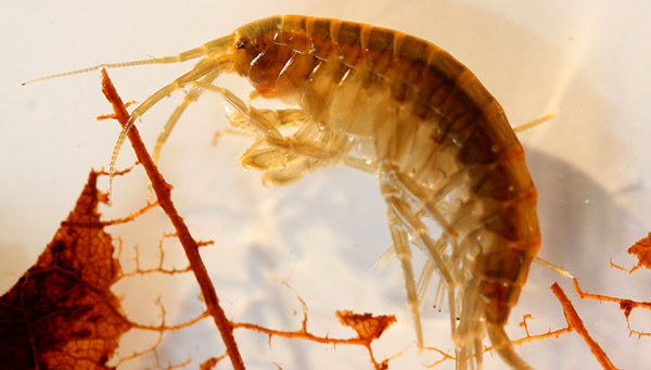 Der gewöhnliche Flohkrebs, Gammarus pulex, beim Zerkleinern von Falllaub. Nicole Munz hatte hauptsächlich Gammarus fossarum sowie Gammarus pulex in ihren Proben. (Foto: Eawag)