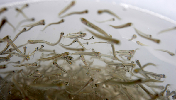 Fig. 1: Juvenile whitefish prior to their release from a hatchery into Lake Thun. (Photo: Emanuel Ammon, Ex-Press)