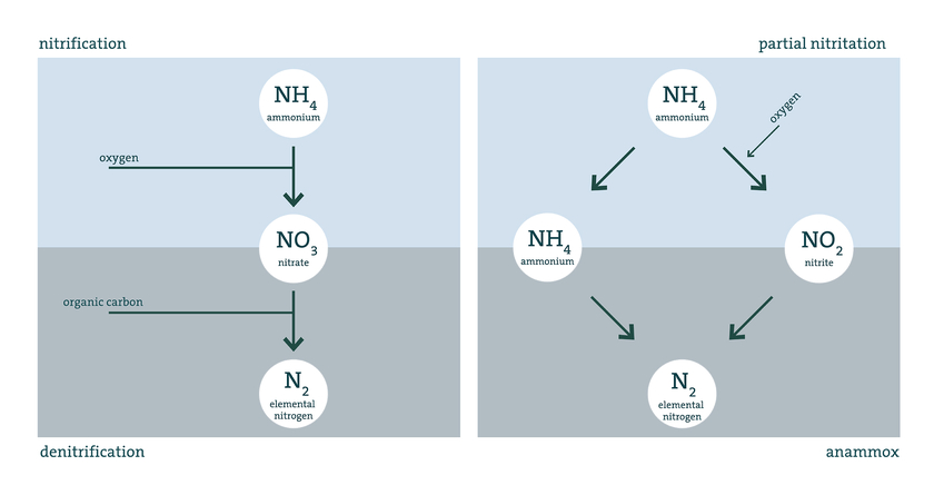 The two processes for nitrogen removal in wastewater treatment plants: on the left, the conventional process with bacteria that require oxygen. On the right, the new anammox process: here, part of the ammonium is first converted to nitrite with oxygen, then anammox bacteria convert the remaining ammonium with the nitrite formed without oxygen to elemental nitrogen, which can escape into the air. (Graphic: Eawag)