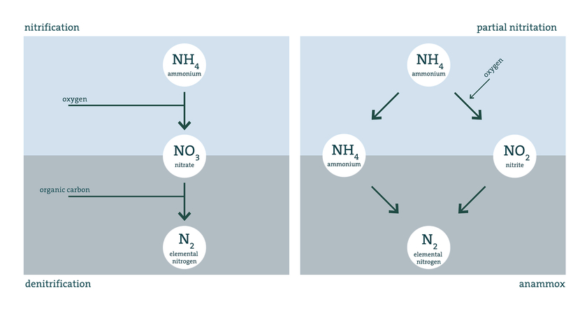The two processes for nitrogen removal in wastewater treatment plants: on the left, the conventional process with bacteria that require oxygen. On the right, the new anammox process: here, part of the ammonium is first converted to nitrite with oxygen, then anammox bacteria convert the remaining ammonium with the nitrite formed without oxygen to elemental nitrogen, which can escape into the air. (Graphic: Eawag) The two processes for nitrogen removal in wastewater treatment plants: on the left, the conventional process with bacteria that require oxygen. On the right, the new anammox process: here, part of the ammonium is first converted to nitrite with oxygen, then anammox bacteria convert the remaining ammonium with the nitrite formed without oxygen to elemental nitrogen, which can escape into the air. (Graphic: Eawag)