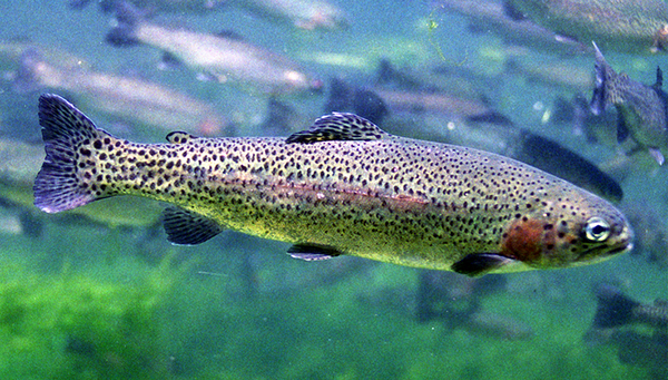 Rainbow trout (Photo: Wikimedia Commons) Rainbow trout (Photo: Wikimedia Commons)