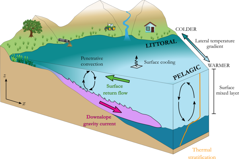 The cooling of the lake surface leads to mixing, which is known as convection. Close to the shore, the water cools faster, becomes denser and plunges along the bottom of the lake towards the middle. At the surface, a return flow towards the shore is created (Schematic: Tomy Doda, Eawag).