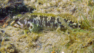 Verborgen am Grund vom Lago Maggiore ein seltener Cagnetta (Salaria fluviatilis). Um die Diversität der Fische und deren Dynamik besser zu verstehen, haben die Forschenden im Projet Lac begonnen, die Fische direkt in ihrer Umgebung zu beobachten. (Foto: Eawag, Ole Seehausen)