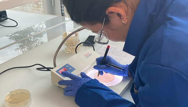 Eawag-Forscherin Sheena Conforti bei der Bestimmung der Bakterien in den analysierten Abwasserproben (Foto: Eawag, Melissa Pitton).