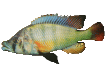 	Paralabidochromis chilotes (Victoria g) : une espèce insectivore  (Photo : Ole Seehausen)