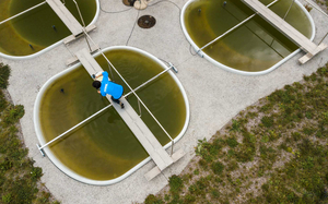 Anita Narwani prélevant un échantillon d'eau dans l'un des étangs expérimentaux. (Photo : Thomas Klaper)