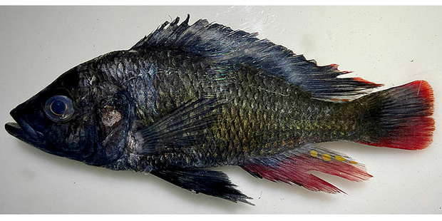 The ancestral type Lake Victoria cichlid, Astatotilapia nubila (Photo: Ole Seehausen)