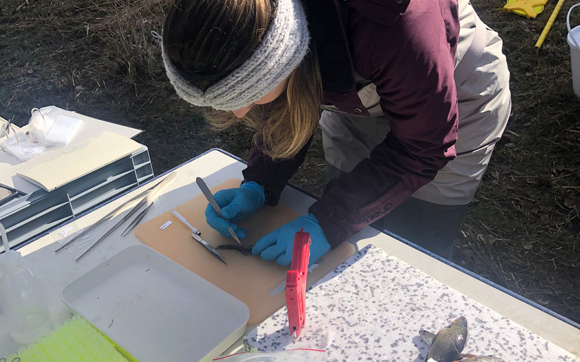 Bárbara Calegari taking genetic samples of fish from the Emme river (Photo: Conor Waldock).