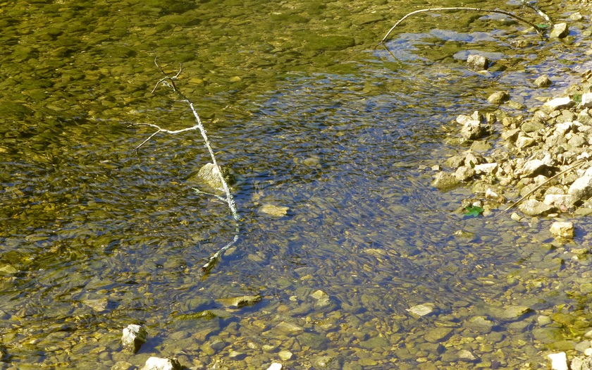 Fischlarven sammeln sich im seichten Wasser mit geringer Fliessgeschwindigkeit am Doubs im Kanton Jura. Fällt dieser Lebensraum bei Sunk trocken, können die Fischlarven stranden und sterben (Foto: Nico Bätz).