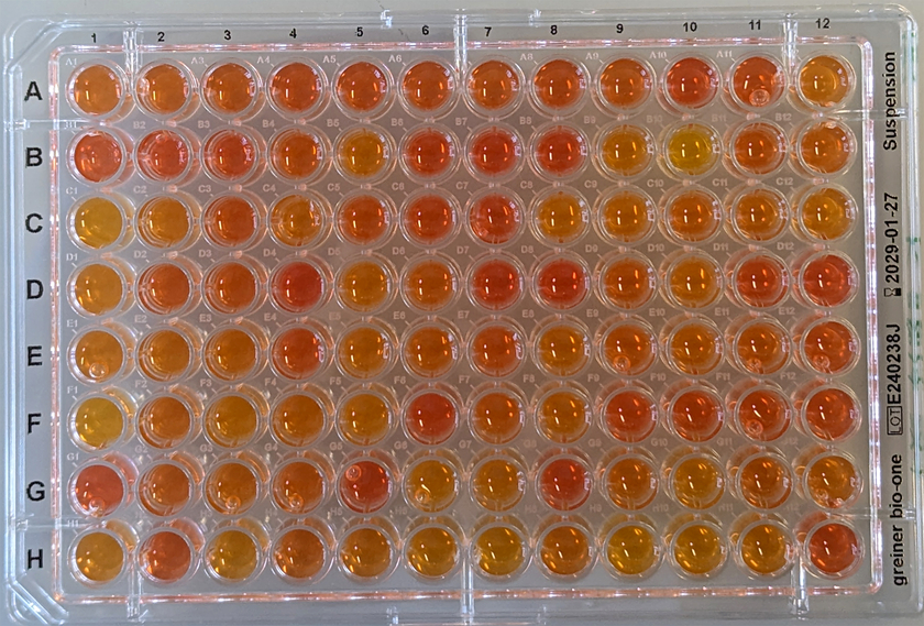 Exemple de test d’activité enzymatique. La couleur jaune indique les hydrolases qui clivent les liaisons carbone-fluor (dans un test avec des substrats fluorés) (Photo: Silke Probst).