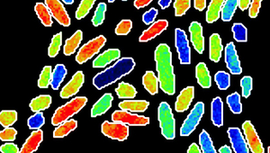 Einzelne Zellen von K. oxytoca. Das Bild wurde mit einem NanoSIMS aufgenommen und zeigt die Anreicherung der Zellen mit schwerem Stickstoff (15N), nachdem diese mit schwerem elementarem Stickstoff (15N2) gefüttert wurden. (Copyright: Frank Schreiber)