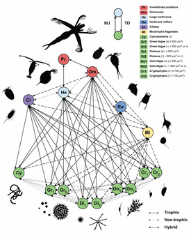 Modell eines Planktonnetzwerks: Zooplankton (oben) und Phytoplankton (unten) interagieren auf vielfältige Weise. Trophische Interaktionen beziehen sich auf das Nahrungsnetz; nicht-trophische Interaktionen umfassen Wettbewerb und Förderung. Hybride Interaktionen können beides sein. Trophische und hybride Interaktionen gehen von oben nach unten (top-down, TD) oder von unten nach oben (bottum-up, BU). (Grafik: Ewa Merz et al, Nature Climate Change. doi.org/10.1038/s41558-023-01615-6).